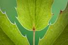 USA, Washington State, Seabeck. Close-up of Oregon grape leaves. Art Print